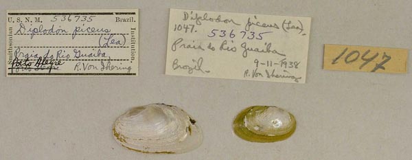 image of lot USNM_536735 image of lot USNM_536735