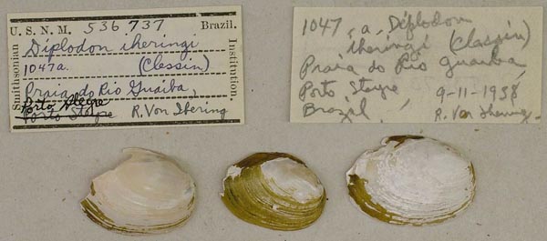 specimen