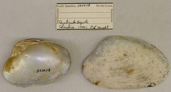 specimen