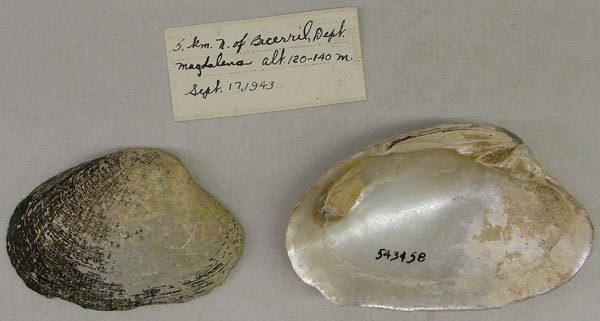specimen