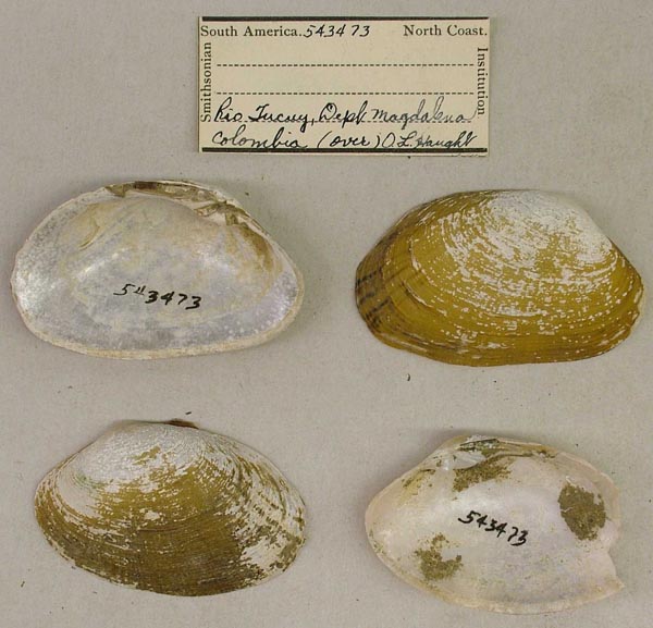 specimen