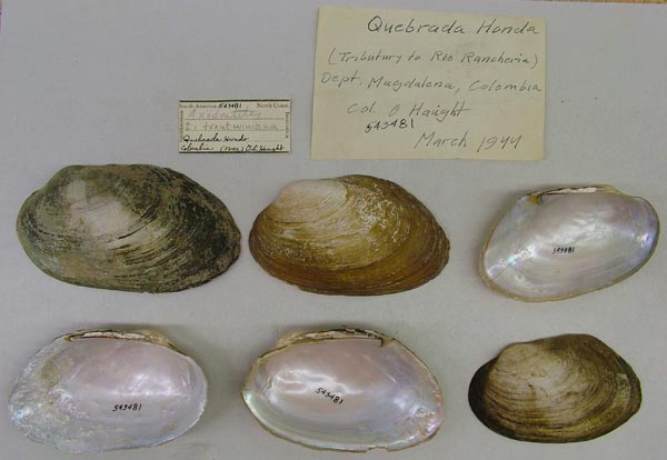 specimen