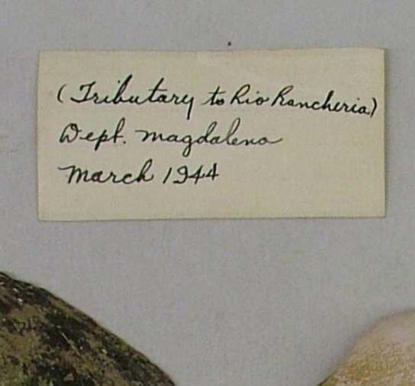 specimen