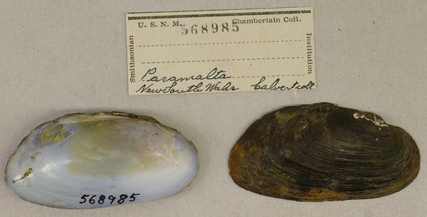 specimen