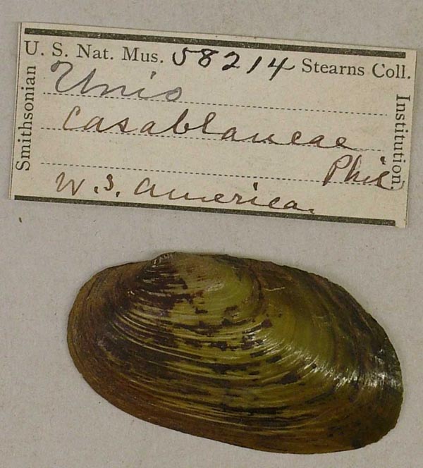 specimen