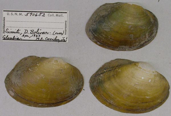 specimen
