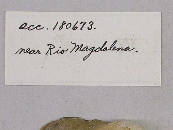 specimen