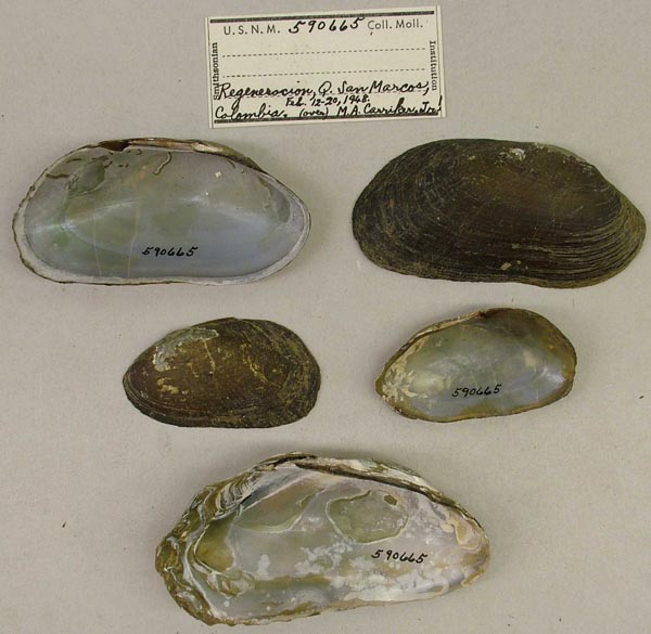 specimen