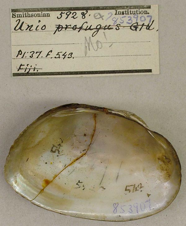 specimen