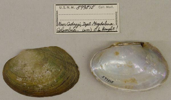specimen