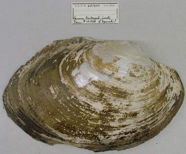specimen