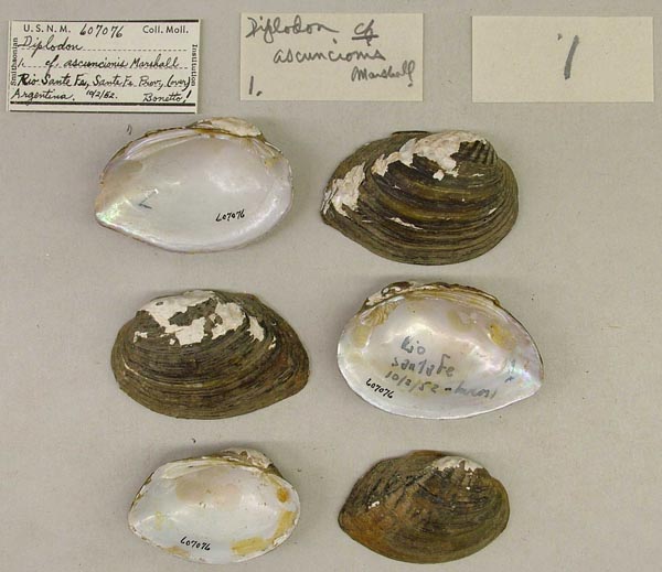 specimen