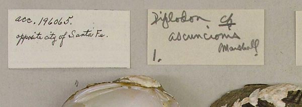 specimen