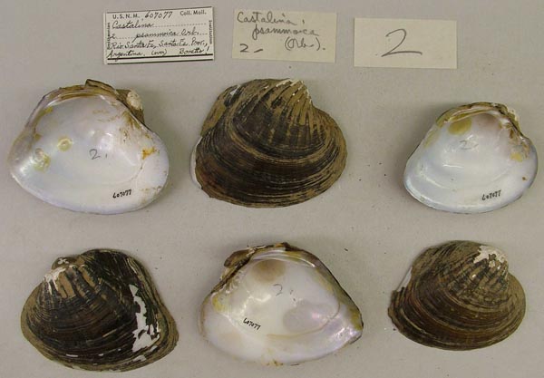 specimen