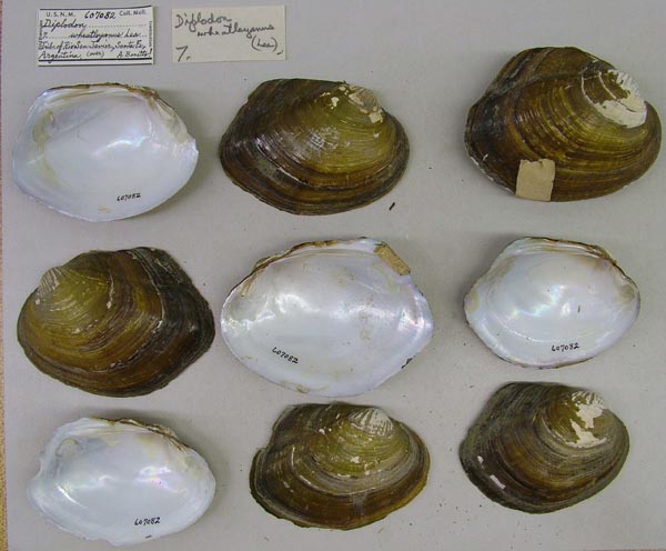 specimen