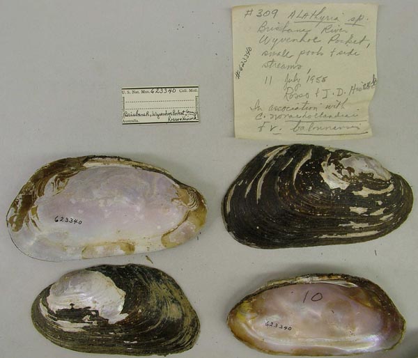 specimen