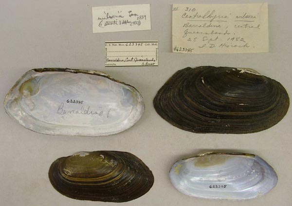 specimen
