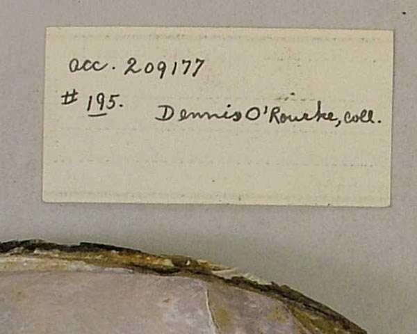 specimen