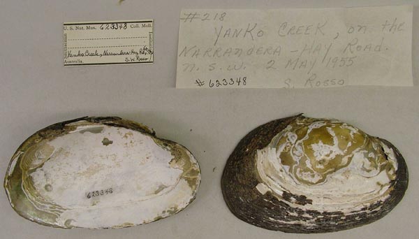 specimen