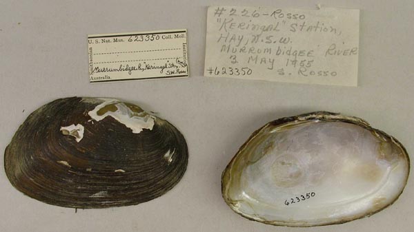 specimen