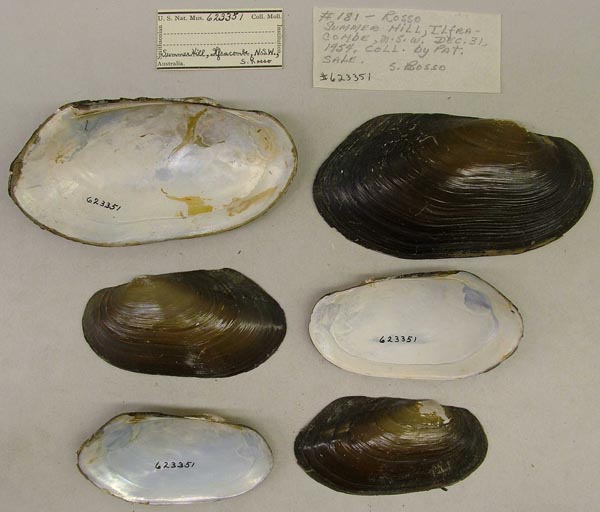 specimen