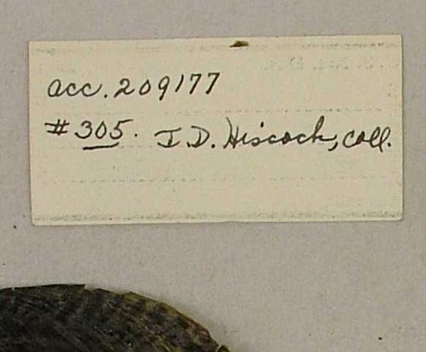 specimen
