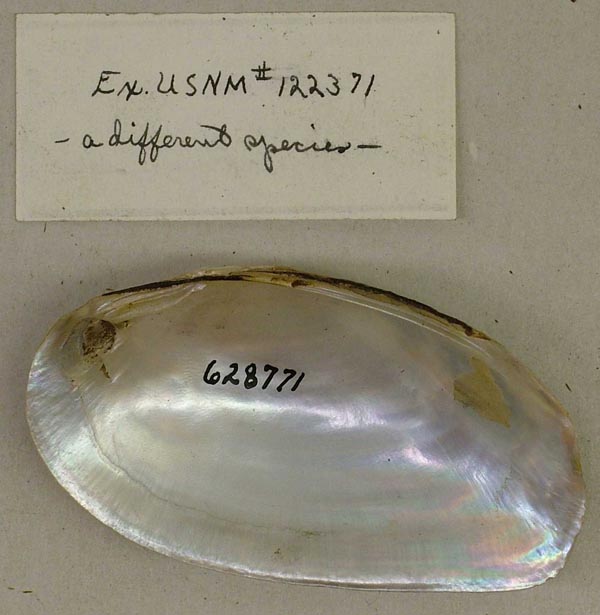 specimen