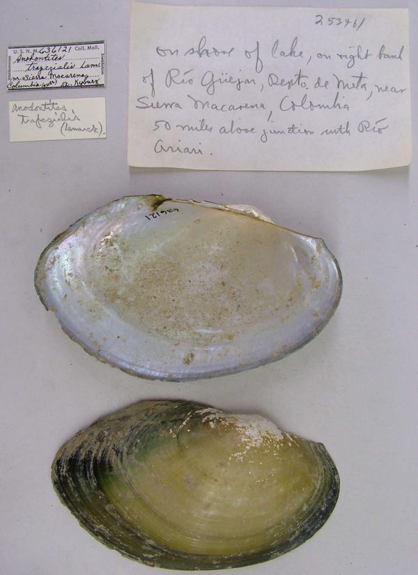 specimen