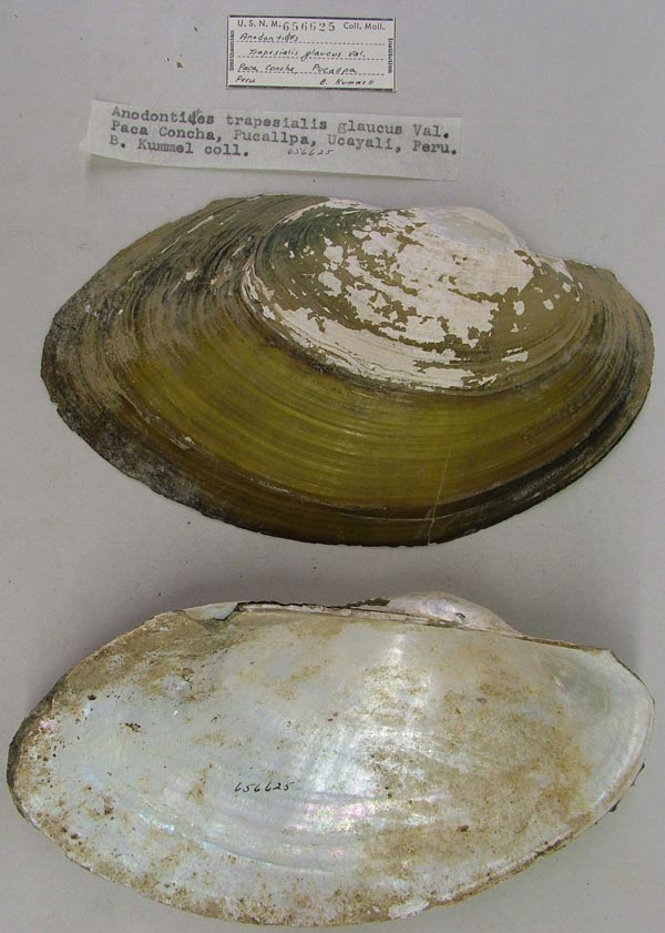 specimen