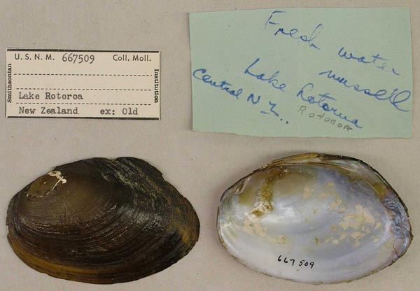 specimen