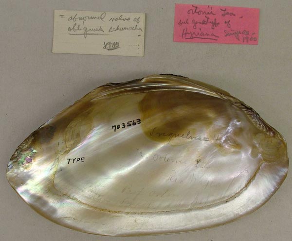 specimen