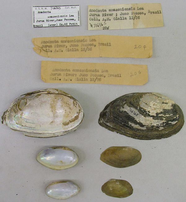 specimen