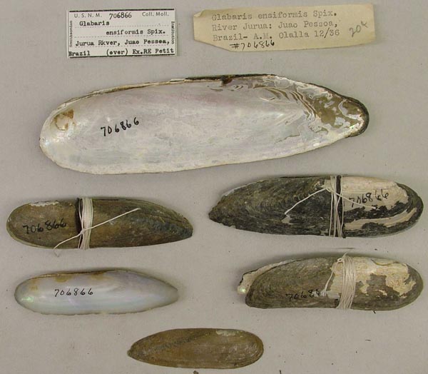 specimen