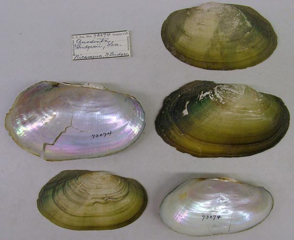 specimen