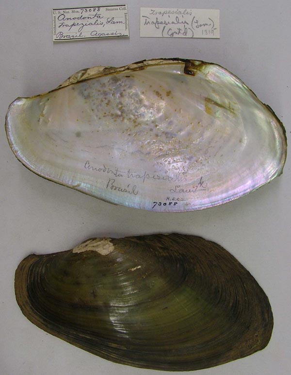 specimen