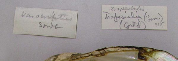 specimen