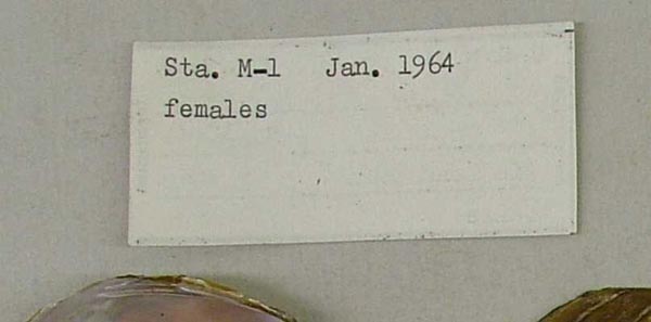 specimen