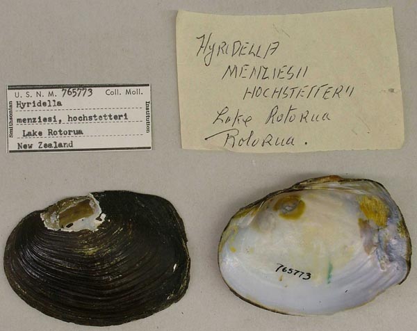 specimen