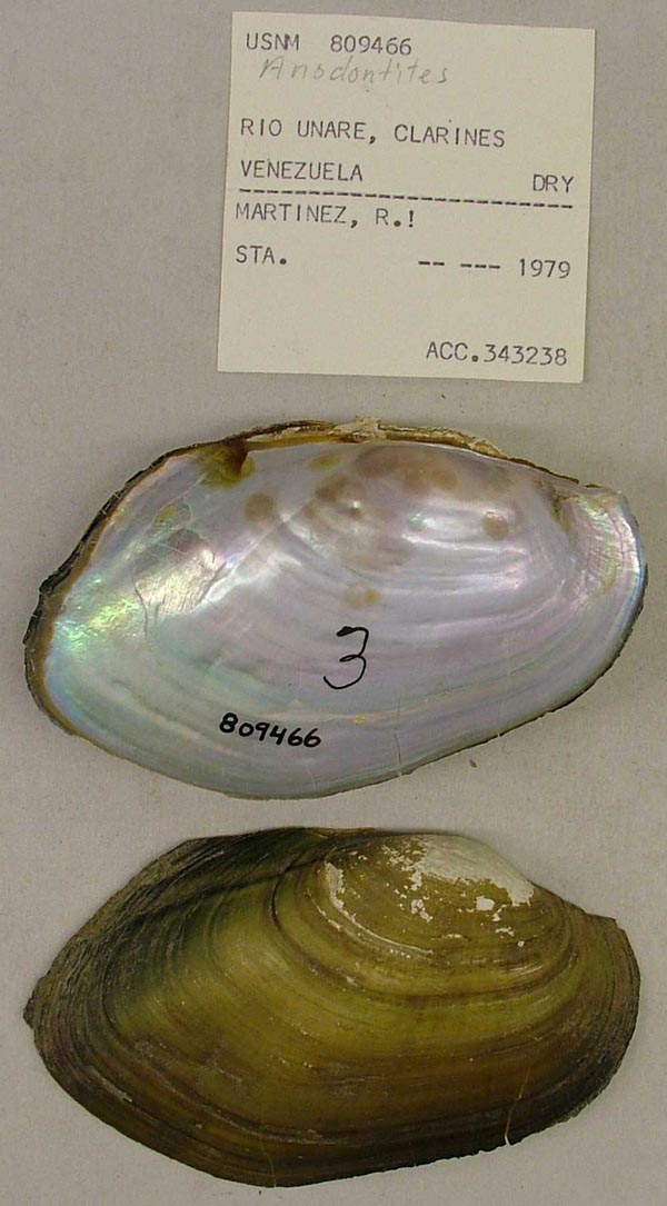 specimen