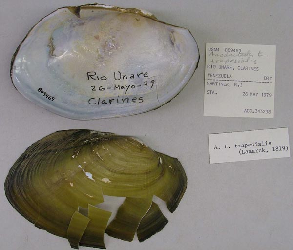 specimen