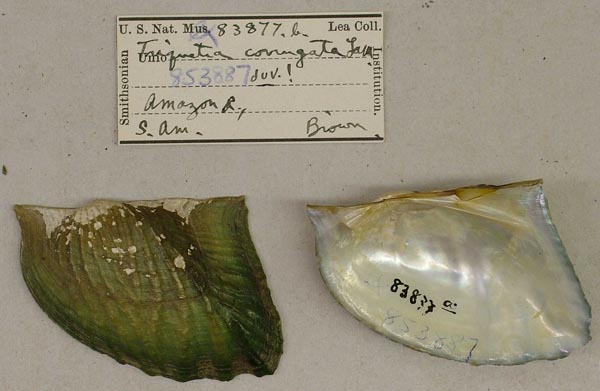 specimen