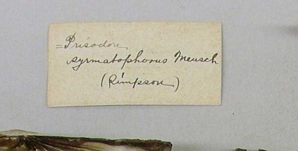 specimen