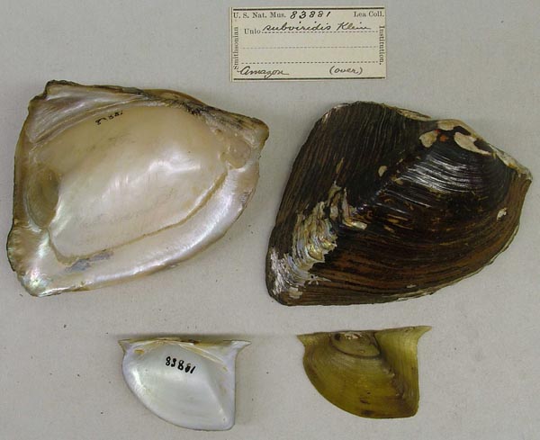 specimen