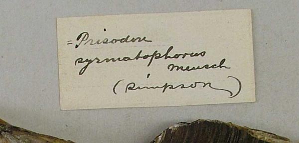 specimen