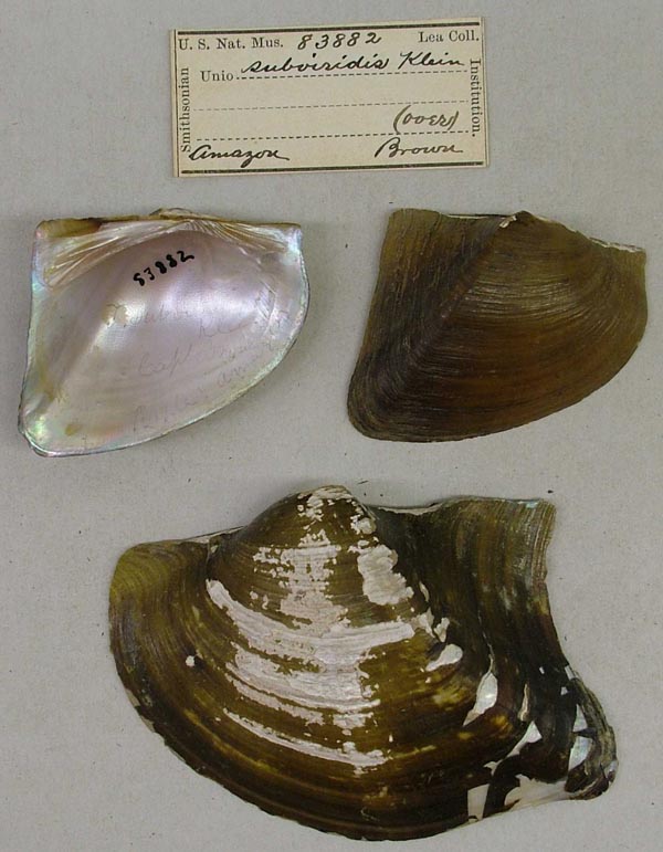 specimen