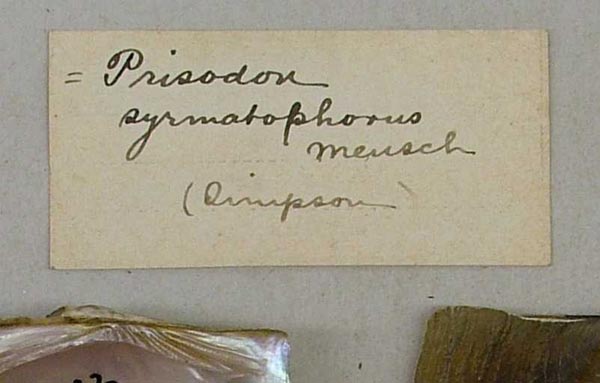 specimen