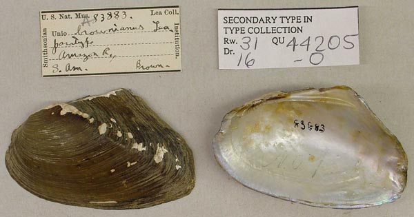 specimen