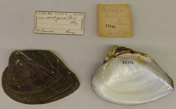 specimen