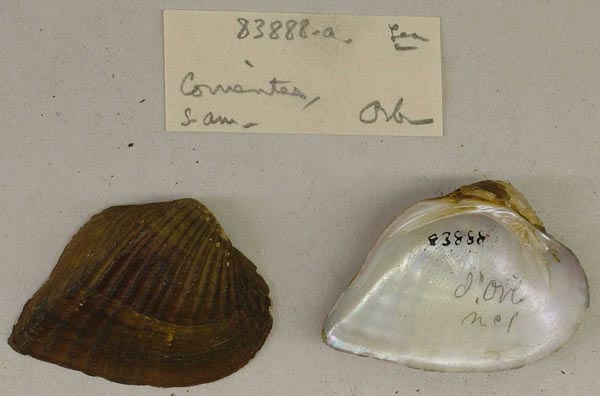 specimen
