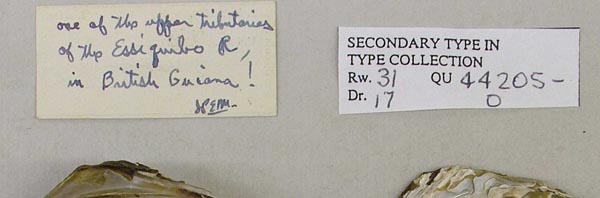 specimen
